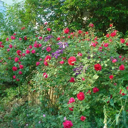 Entre Musique Et Fleurs